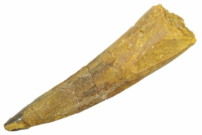 Fossil Spinosaurus Tooth - Real Dinosaur Tooth #363477